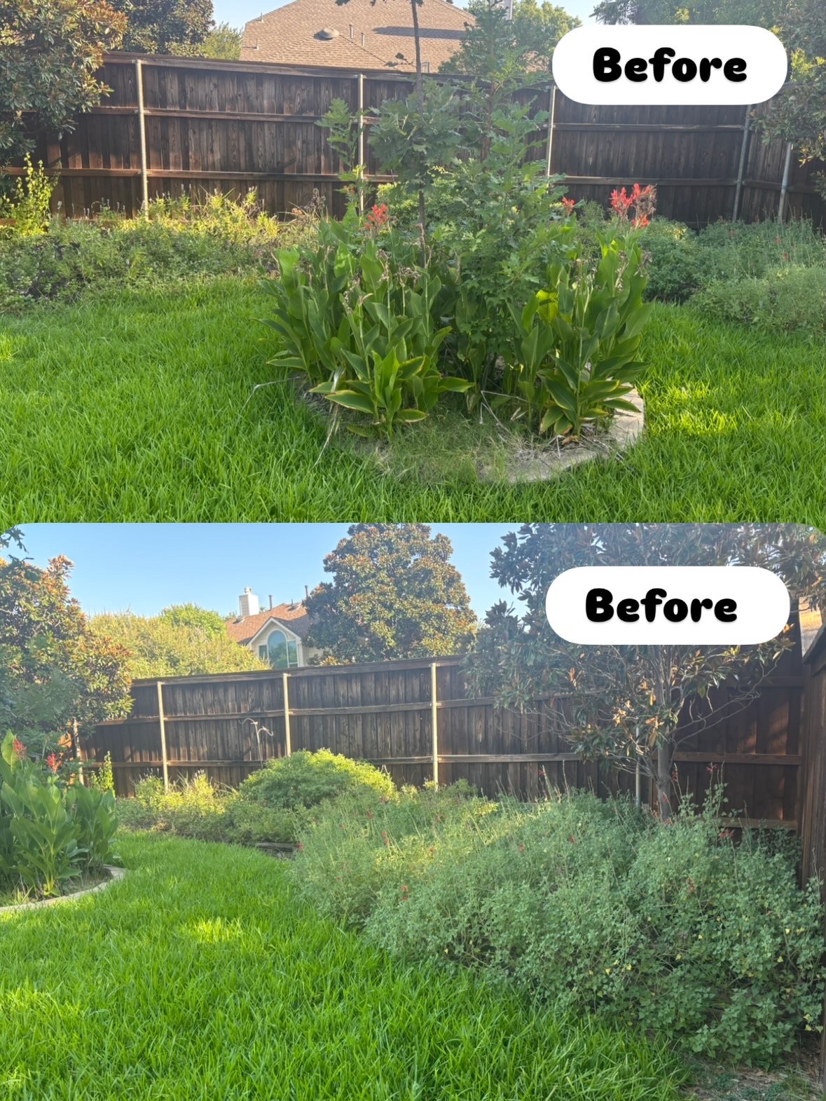 Backyard garden and lawn before landscape cleanup