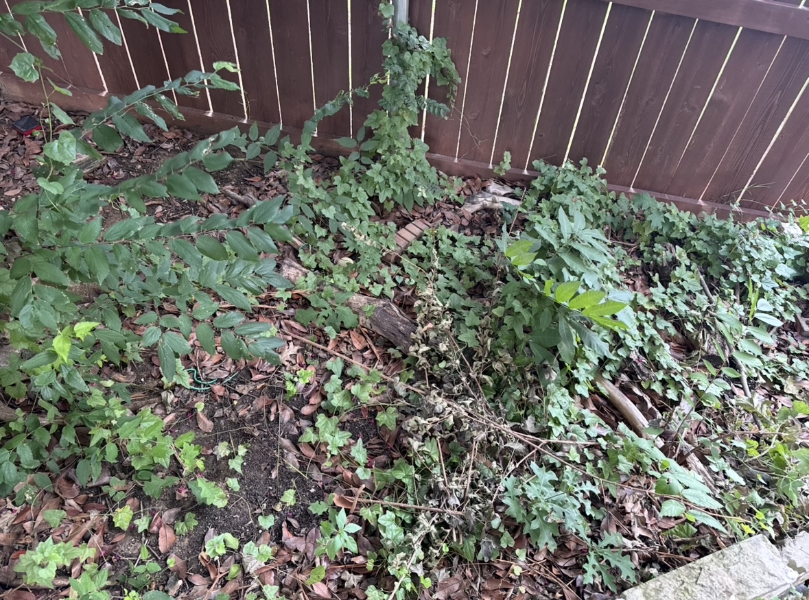 Backyard garden bed cleanup before exterior work