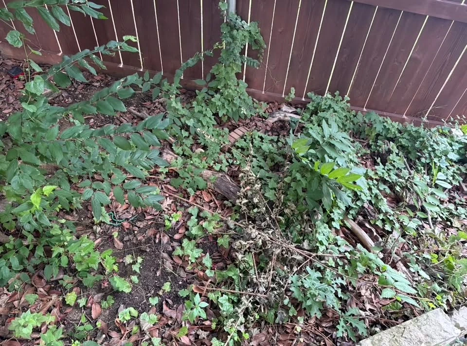 Close-up of the original overgrown landscape bed before cleanup