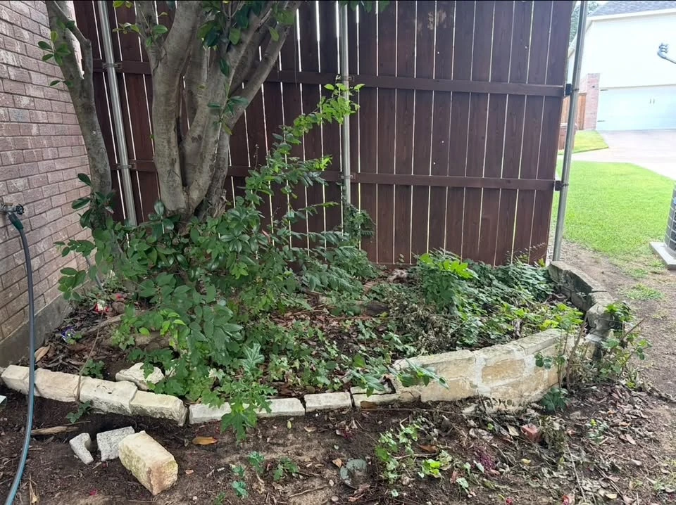 Tree bed before cleanup with overgrown plants and scattered debris