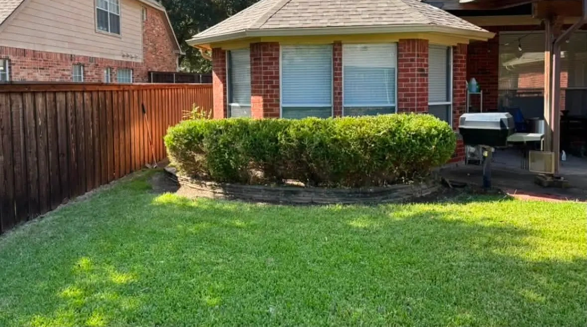 Backyard lawn and shrubs after exterior work