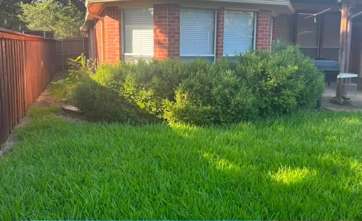 Backyard lawn and shrubs before exterior work