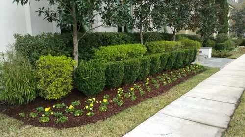 Trimmed shrubs and flower beds beside a sidewalk