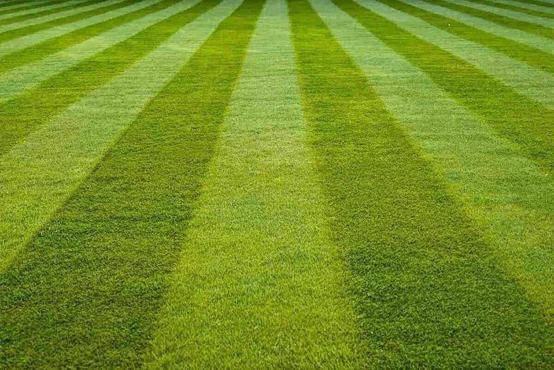 Freshly mowed lawn with alternating light and dark stripes